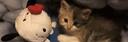 Discovery splash banner for ₍ˆ. .ˆ₎ catcore 🎃, spooky chats & vcs ; ghosts, games & giveaways! Discord server