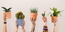 Discovery splash banner for Plants / Houseplants / Gardening • Ploi Discord server